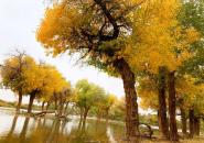 额济纳胡杨林旅游区自驾游