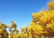 额济纳胡杨林旅游区自驾游