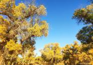 额济纳胡杨林旅游区自驾游