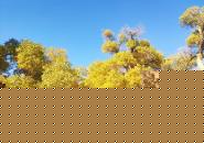 额济纳胡杨林旅游区自驾游