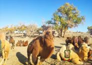 额济纳胡杨林旅游区自驾游