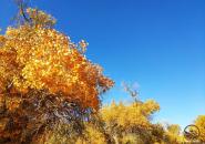 额济纳胡杨林旅游区自驾游