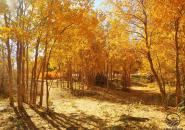 额济纳胡杨林旅游区自驾游