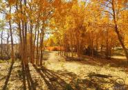 额济纳胡杨林旅游区自驾游