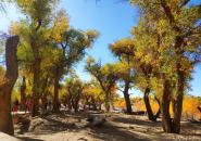 额济纳胡杨林旅游区自驾游