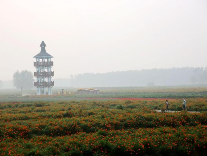 兴化千垛菊花风景区
