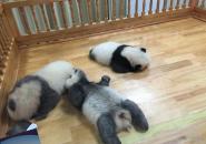 成都大熊猫繁育研究基地自驾游