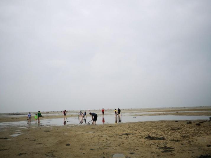 北海金海湾红树林图片