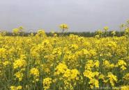门源百里油菜花海自驾游