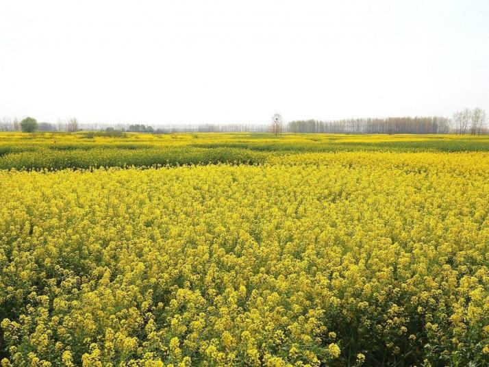 兴化兴化千垛油菜花景区图片