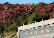 百里杜鹃自驾游
