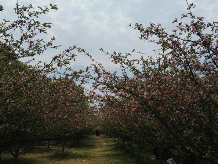 南昌凤凰沟景区图片