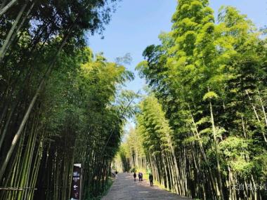 蜀南竹海自驾游