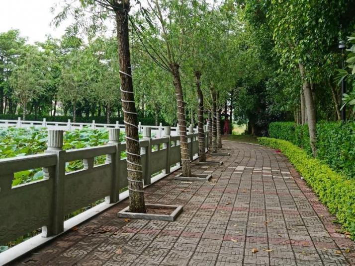 吴川蛤岭村图片