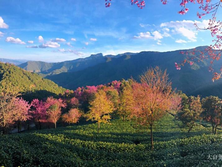 南涧无量山樱花谷