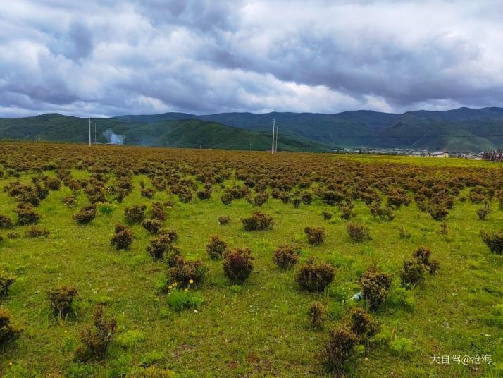 香格里拉小中甸花海好玩吗