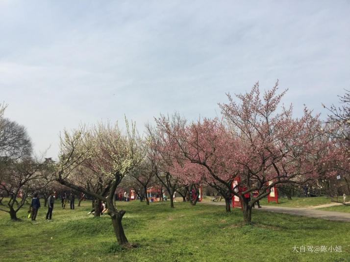 武汉东湖梅园图片