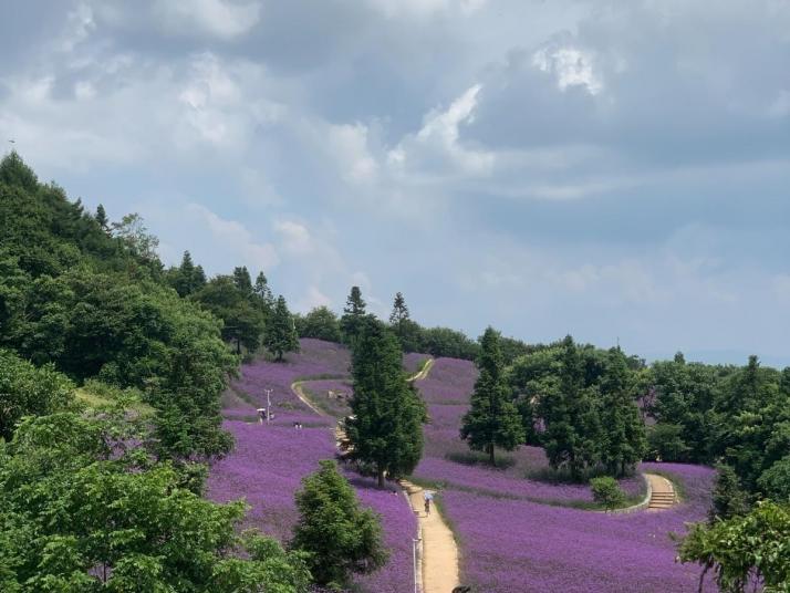 巴东野三关森林花海