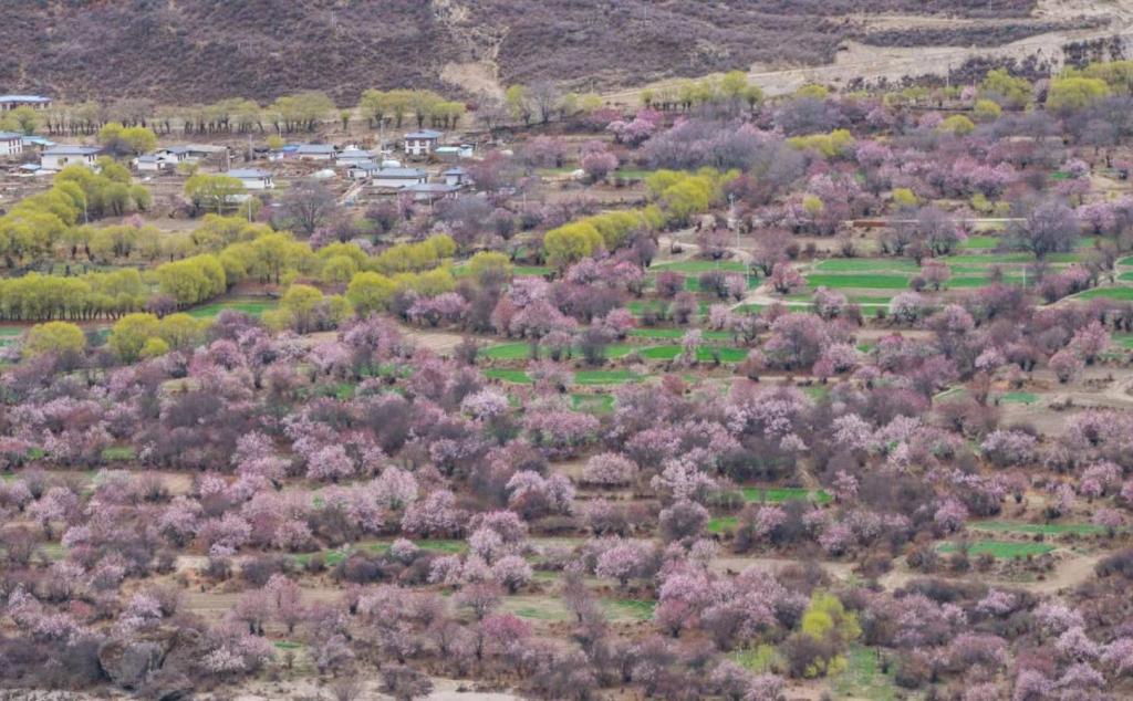 北京出发西藏26日自驾游：赏桃花-秘境墨脱-珠峰-羊卓雍措-纳木错26日自驾游
